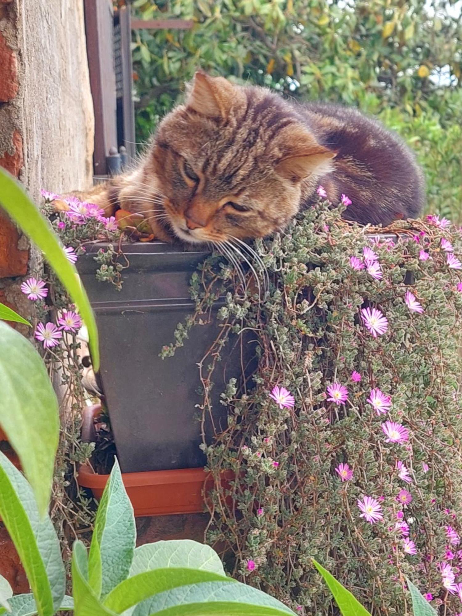 Casa Ezio Marchi Panzió Bettolle Kültér fotó